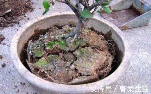 铲子|花盆土板结铲不动倒点“它”进去，5分钟变疏松