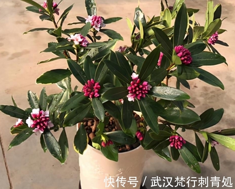 土壤|春节养花赏花想讨个吉祥，不如就栽金边瑞香，花香浓郁又漂亮