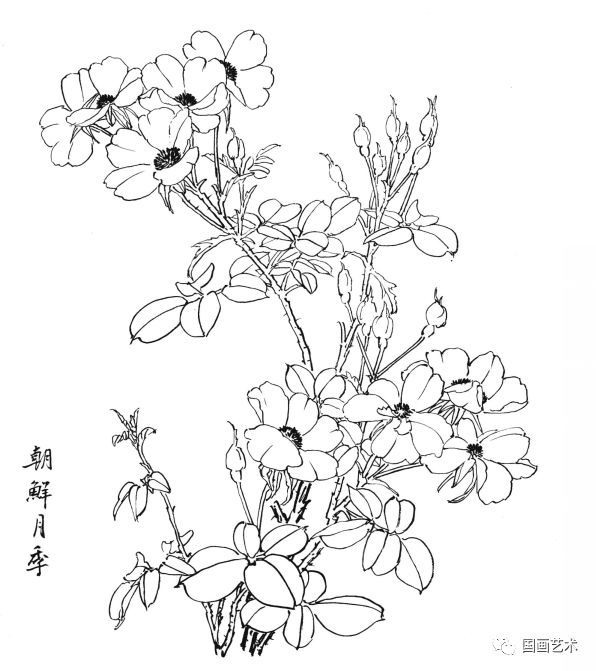  白描|花卉白描图谱选页分享