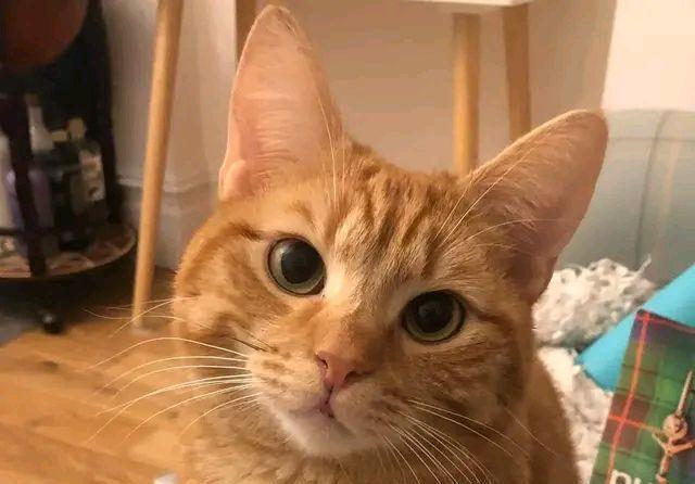 收养|女孩收养了一只猫,一年后,她觉得自己快要被猫搞疯了