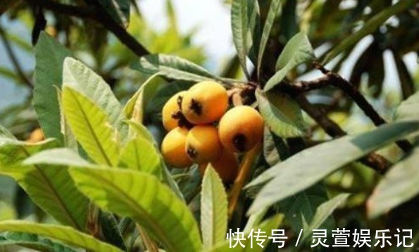 肩膀|枸杞用2周，肩膀不痛了，颈椎病也不见，成本仅仅不到3块钱