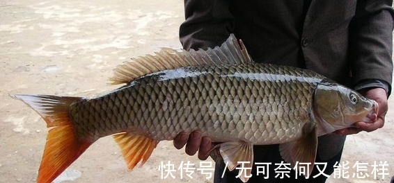 为什么鱼喜欢吃蚯蚓?蚯蚓不生活在水中,为何能让鱼如此着迷?