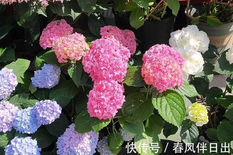 叶子|夏天里,这5种花需要勤浇水,叶子更鲜绿,长势更茂盛