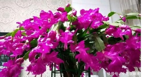 观叶|4种花比绿萝还好养,观叶又赏花,花期很长颜值高