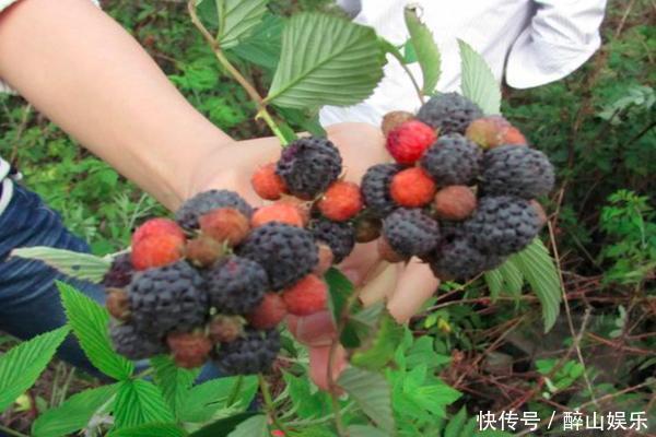 农村孩子常吃的6种野果,茶泡上榜,城里人可能只认识2种