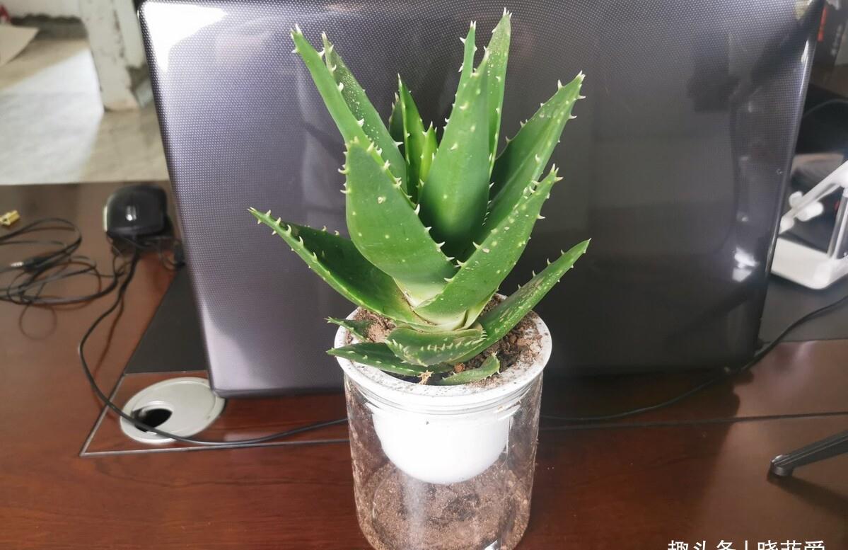 养不活花的人,建议养这“5种花”,好养好看又实用