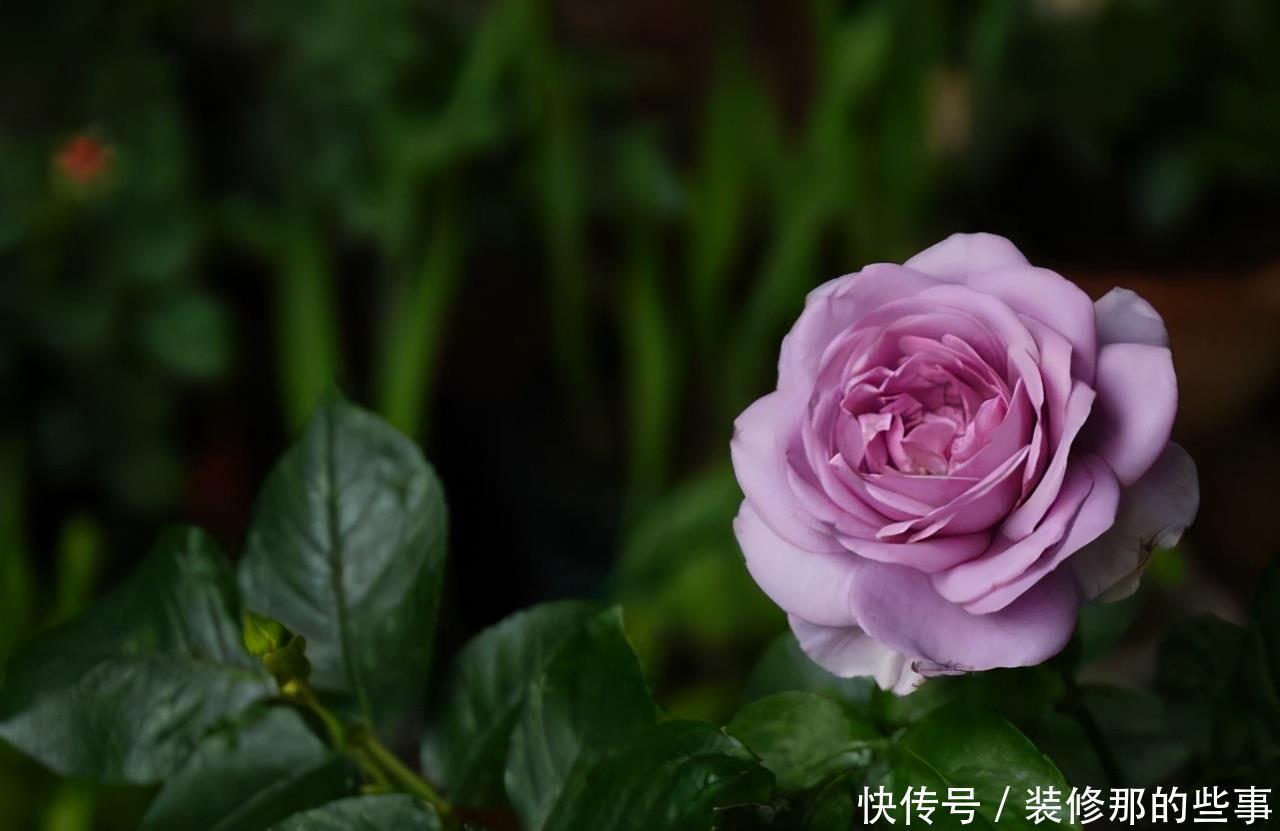 修剪|月季入夏之后的养护，要提前做好准备，避免养护错误，影响开花