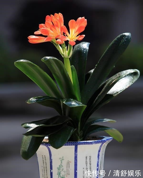 君子兰用什么肥料最好,家里常备这三种肥料就足够了