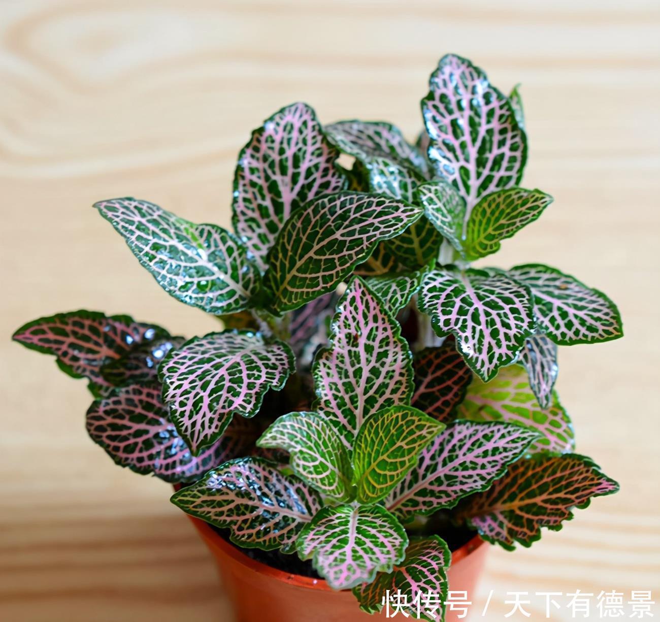 适合卫生间生长的植物,推荐6种好养的给你,它们有什么特点呢?