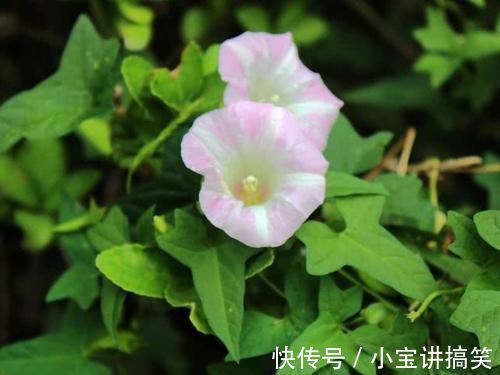 玉米田|玉米田里的“恶草”,农民见到就烦,但嫩叶却是上佳野菜,别错过