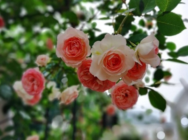 条纹|傻傻分不清的月季,能认出品种算你狠!