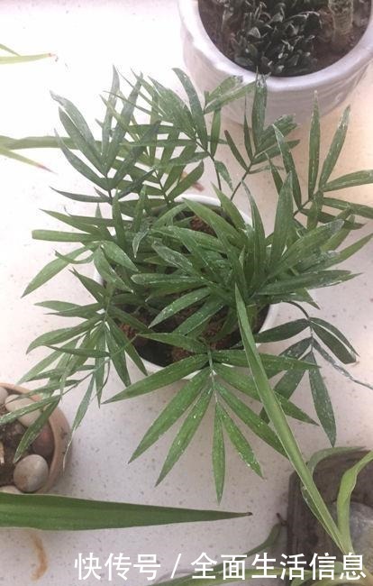 院里种棵“护家树”,开花红得像火,越养越有福气!