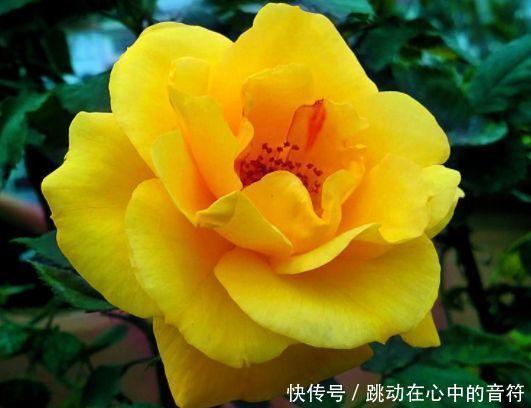 从4月24日开始 家养此款花卉 花量大不操心 越养越喜欢 粉紫色 从4月24日开始 家养此款花卉 花量大不操心 越养越喜欢 粉紫色