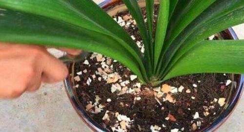 家里的“这个垃圾”不要扔,用来养花好处多,再也不用买花肥了!
