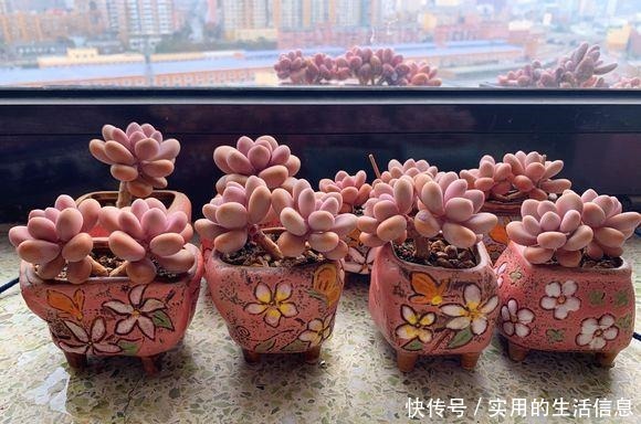 养不死的“桃蛋”，用“小陶盆”养，爆盆快，60天成老桩！