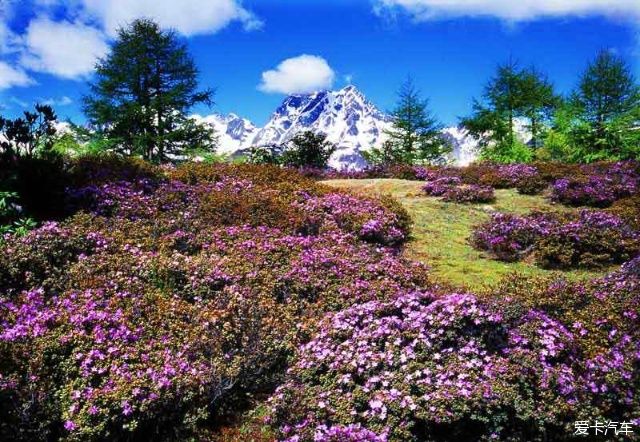 中国最美森林之白马雪山高山杜鹃林 （云南）