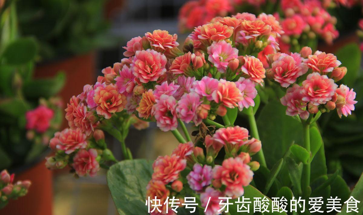 讨人喜欢的长寿花这样养,叶片肥大有光泽,株型丰满开花多