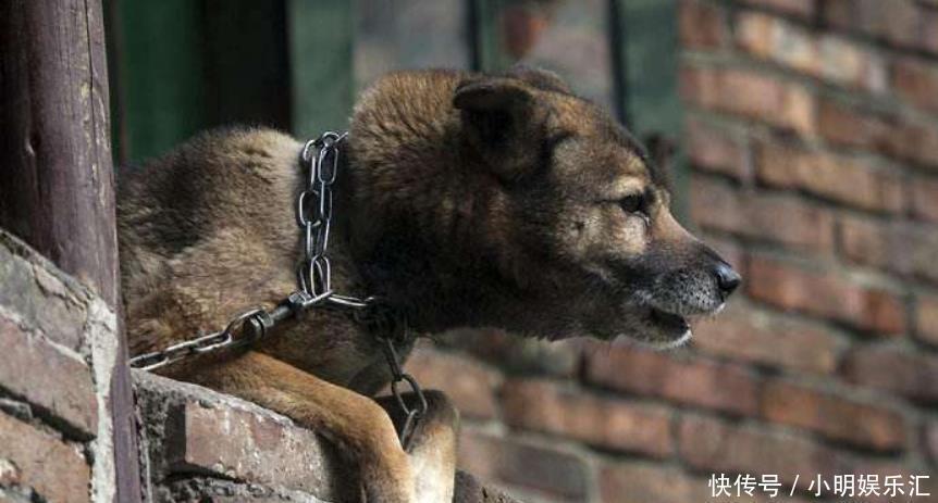 屋檐|俗语“燕知寒门,狗知新婿”并非迷信,其实有一定科学依据