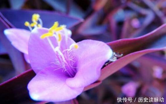 家养此款花卉，花大服盆快，开花勤还爱爆盆，美极了