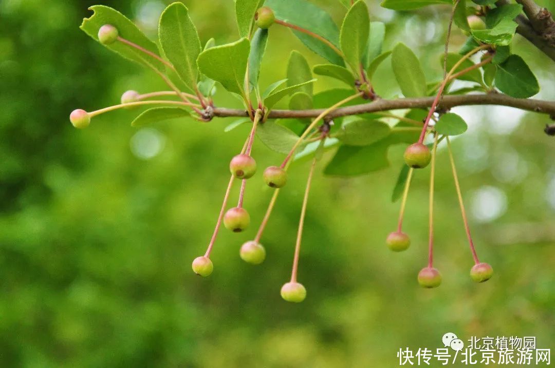 苹果|春华秋实，赏海棠红果正当时~