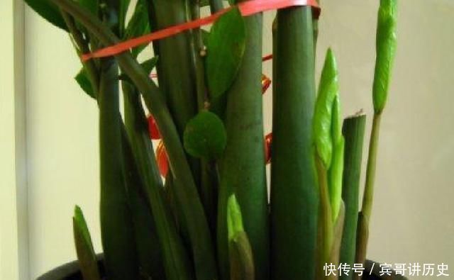 3种花就是“小盆命”,越“挤”长得越健康,不烂根长得旺