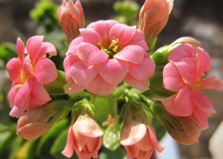 长寿花很难开爆盆，“4种”技巧掌握了吗学会了，花朵惊艳美丽