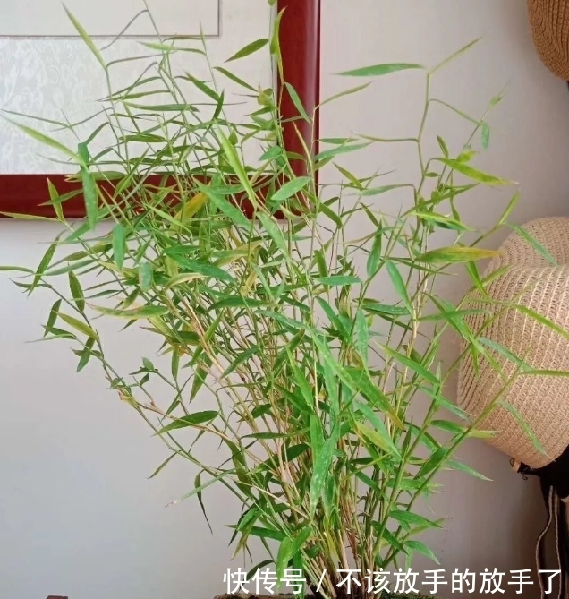 大雪将至,养花试试这几款,造化神秀,养花人必备