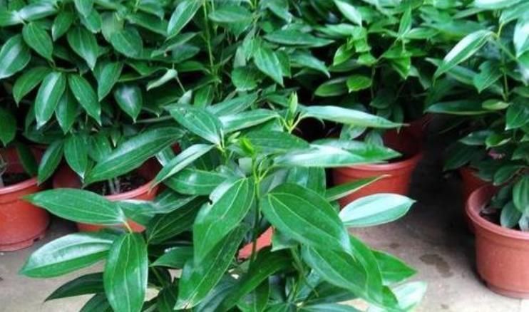 客厅养花“条条是框,处处是坑”2种镇宅树,客厅再小也要养