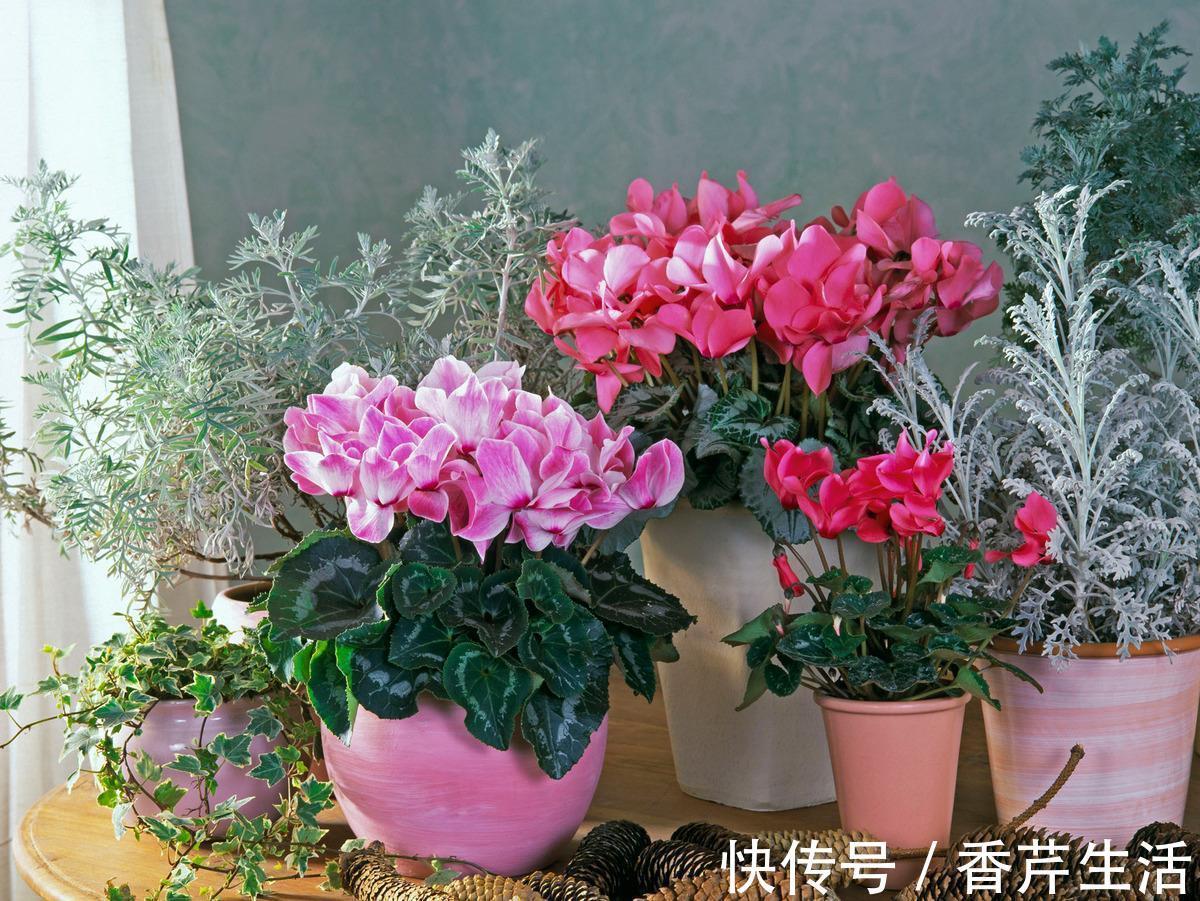 5种花，被称为冬天的“开花机器”，现在养一盆，过年正好赏花
