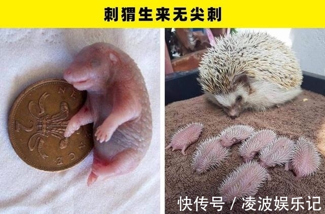 彩虹|冷知识普及：在这个世界上，所存在着的7个惊奇事实