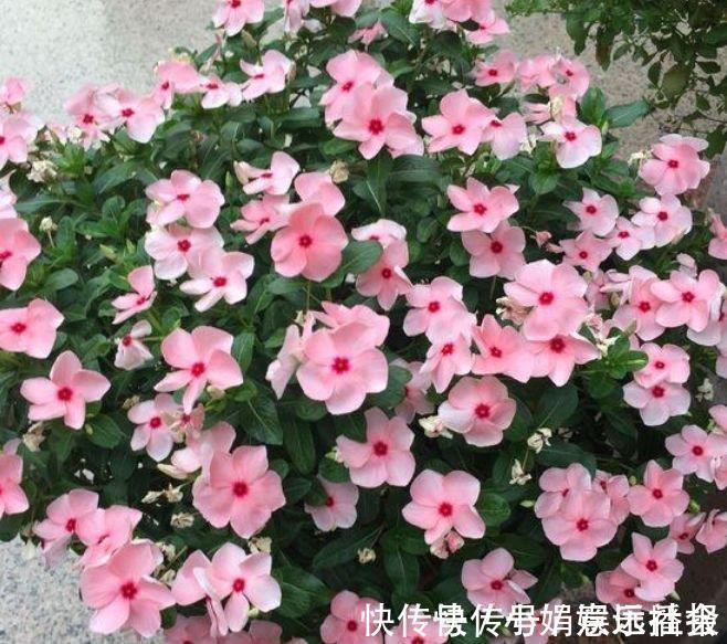 土壤|4种花很好养,耐热耐晒更耐旱,养一盆一年四季都在开!