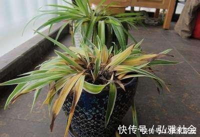 冬至后养花,记住4个口诀,花卉不黄叶、不烂根,新叶蹭蹭长