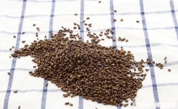 决明子|决明子和它搭配服用效果喜人,经常泡水喝,还能帮血管“洗个澡”