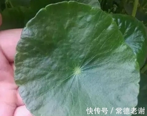 用黑泥巴养铜钱草,叶子一个比一个大