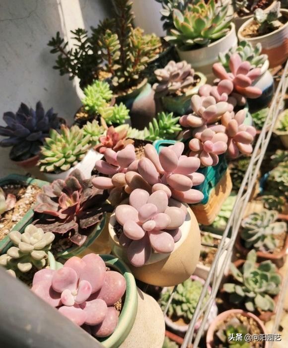 说了很多遍,多肉不用养太多,新手花友要明白,养得越多麻烦越多