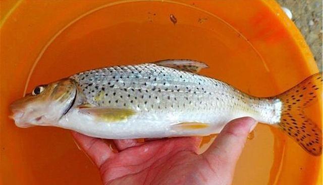 钓鱼时补窝要恰到好处，老钓友教你几招，让你钓鱼时把鱼留住！