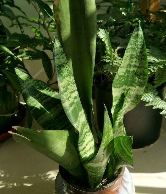 老奶奶不花钱买3种花,全靠叶片扦插繁殖,叶子多少苗多少