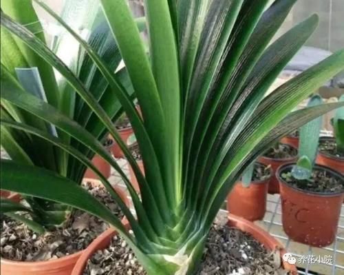 君子兰烂根又黄叶,因4个方面没做好,应及时改正养护方法