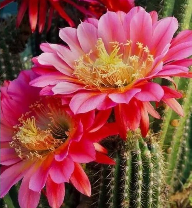 4种“懒人”盆栽花,浇水就疯长,给点阳花就灿烂,给你一片花海