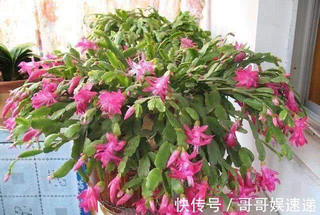 养盆蟹爪兰,死活不见长,3招就解决,叶片狠狠胖起来,开花贼旺