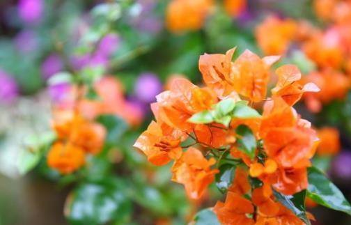 茉莉花|6种北方不适合养的花卉，技术不到位容易死，非高手就不要考虑了