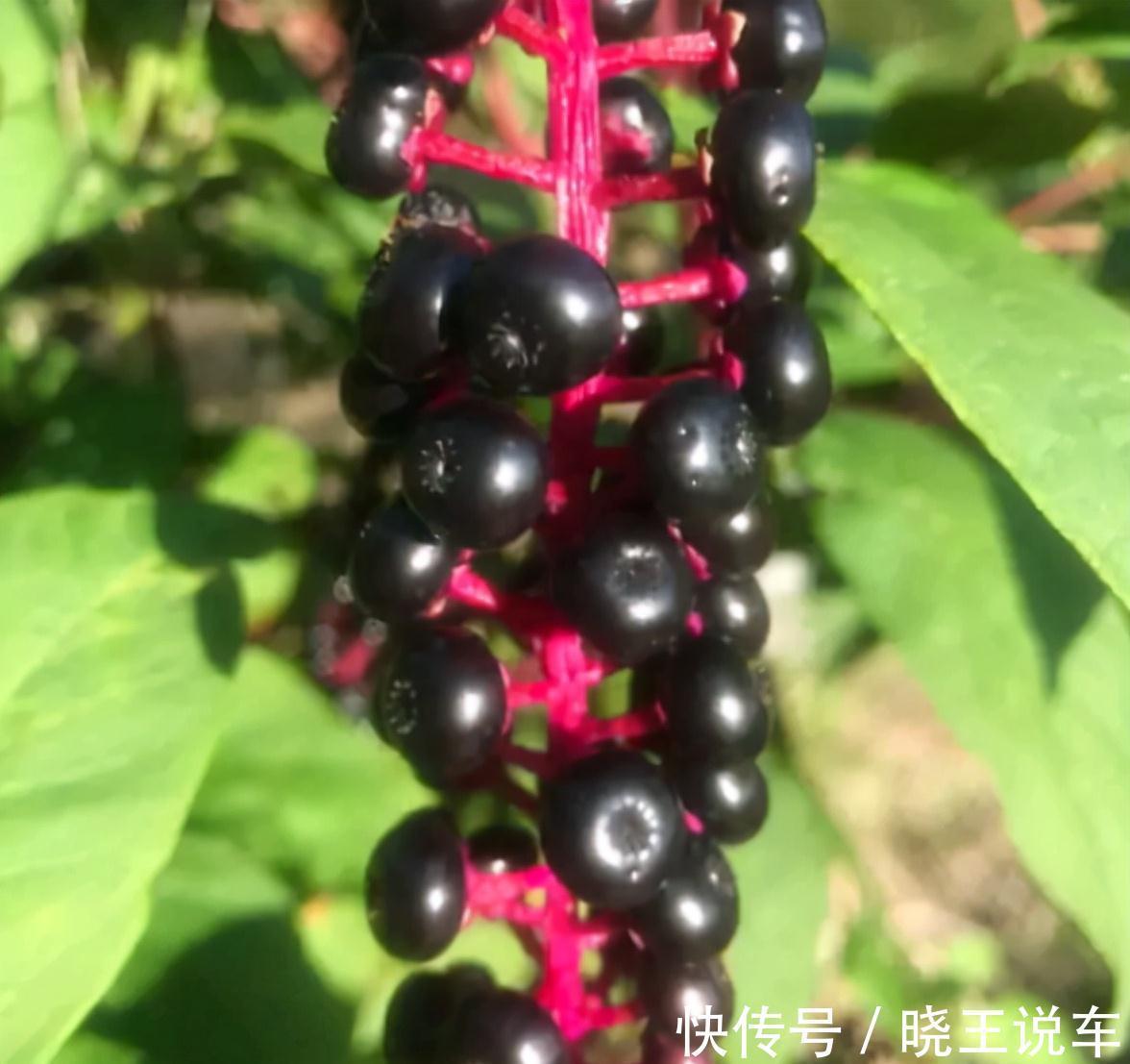 呼吸衰竭|7种野果虽诱人却有毒,千万不能乱吃,需牢记