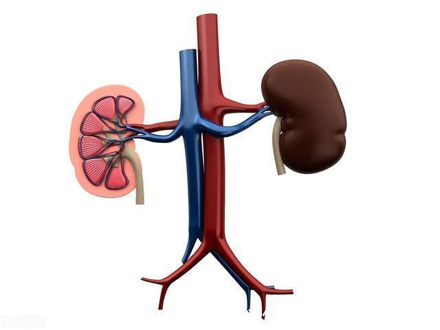血钾|吃沙坦类降压药,能减少蛋白尿护肾?还是升高血钾伤肾?本文说清