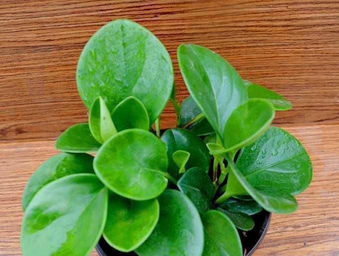 一个月|这6种花一个月不浇水都死不了，养起来简直太省心了