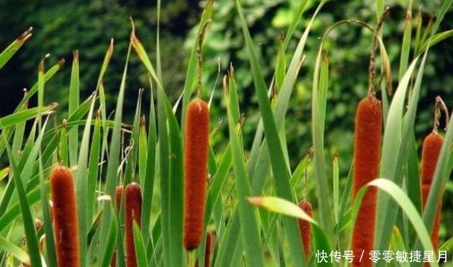 水生植物|河边长出的“烤肠”,水下隐藏着美味,30元一斤,很多人不知能吃!