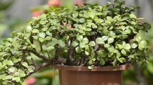  悬崖|金枝玉叶忒好养，剪2刀就变悬崖桩，镇宅还值钱