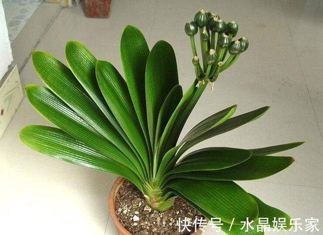 君子兰花箭“闷坏了”,夹箭严重怎么救教你一招