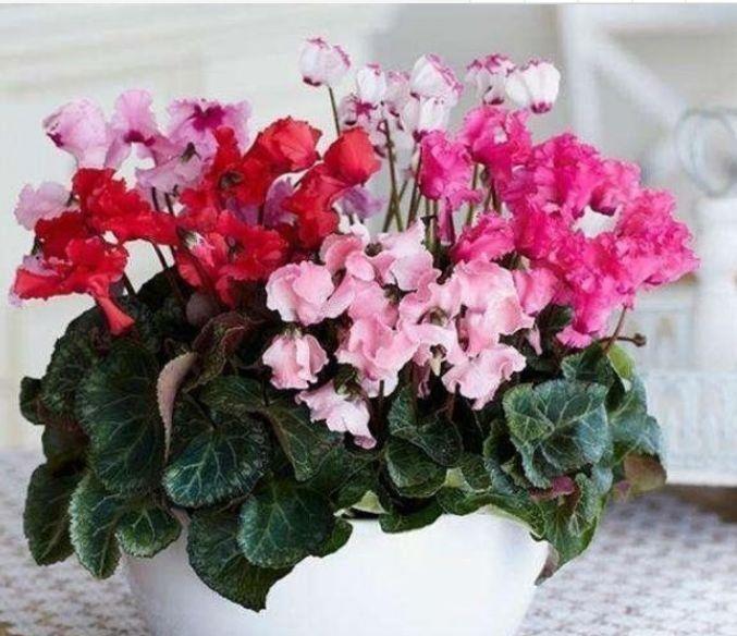 几款植物养在家里,一年四季花开不停,枝繁叶茂