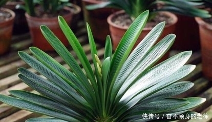 君子兰要想美,就让它喝这几种水,来看看你是否做对