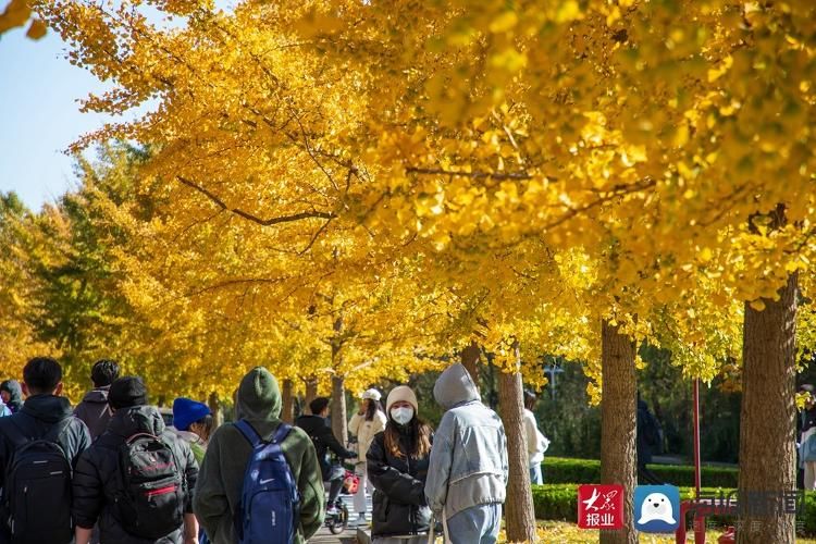 美景|满目金黄 实拍山东科技大学醉人美景